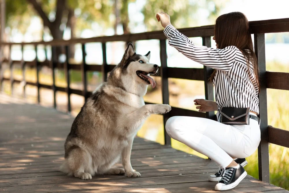A young woman directs her Siberian husky to give their paw for a shake outdoors. 