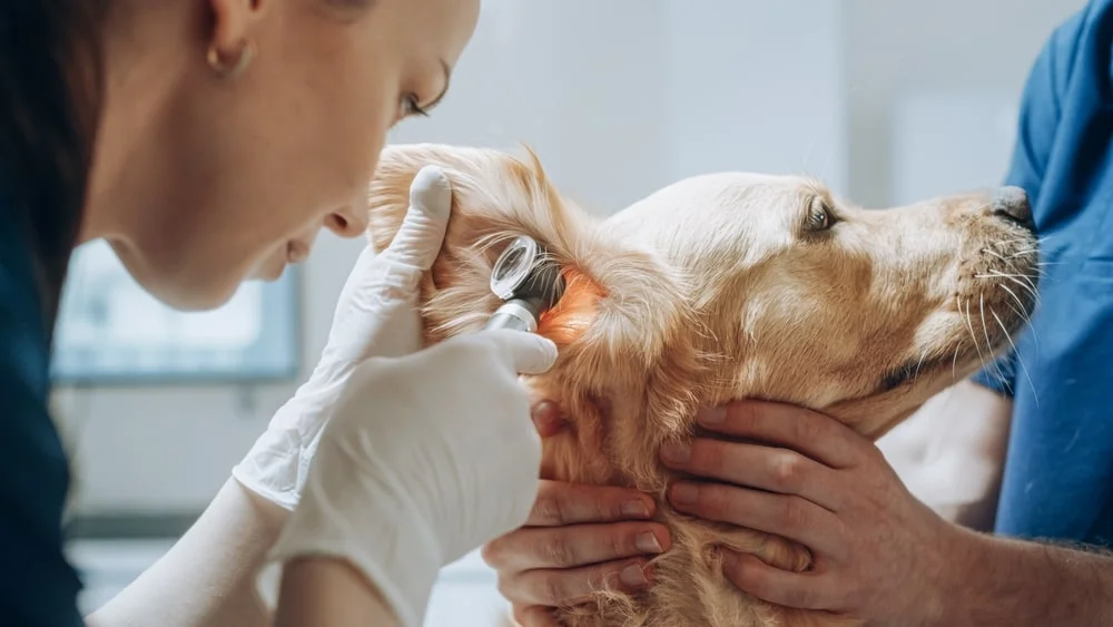 A veterinarian examines a golden retriever's ear with an otoscope.
