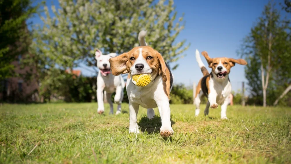A floppy-eared beagle leads a group of dogs outdoors with a ball in their mouth.