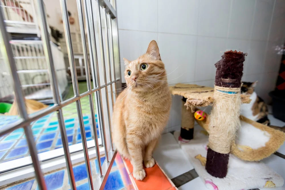 A wide-eyed orange cat looks through the bars of a kennel.