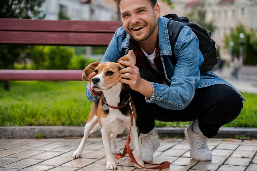 A beagle is standing getting their ears played with outside in a public park setting by a young man crouching from behind.