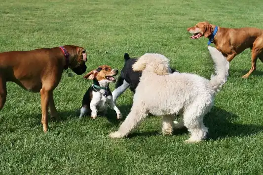 A group of dogs plays on a grassy field.