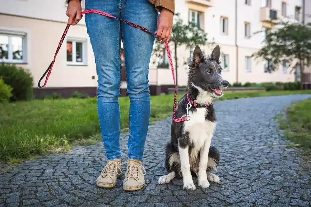 A white and grey-colored dog sits beside their owner connected by a red and black leash outdoors on pavement.