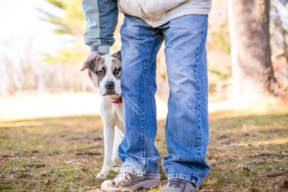 A white and brown-colored dog sits peeking from behind their owner's leg outside in a grassy field in daylight. 