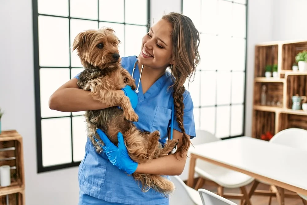 A veterinarian holds a Yorkshire terrier in her arms.