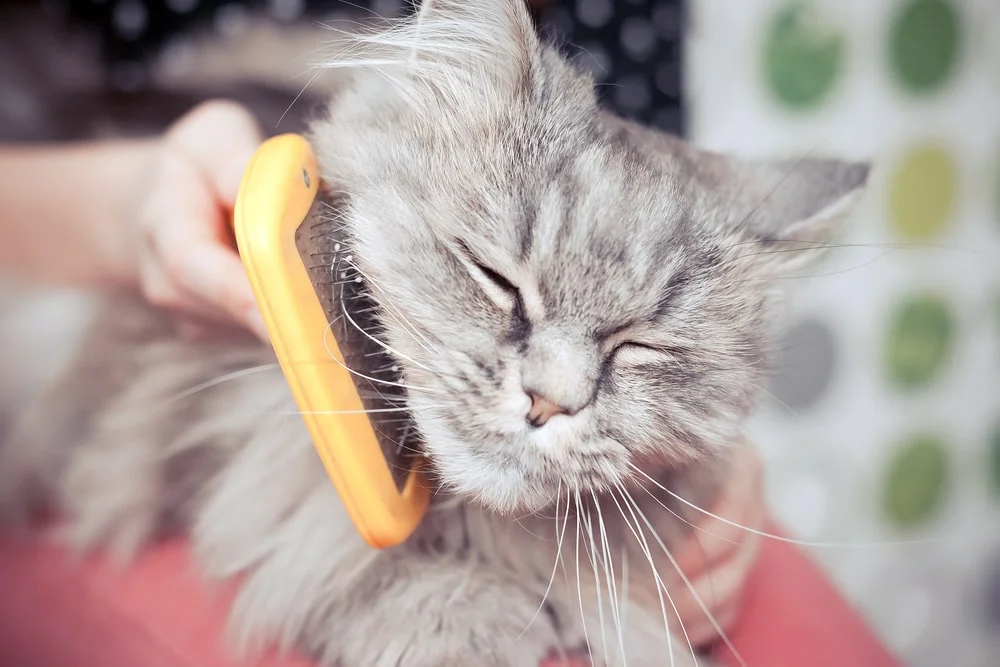 A grey cat enjoys having their face brushed.