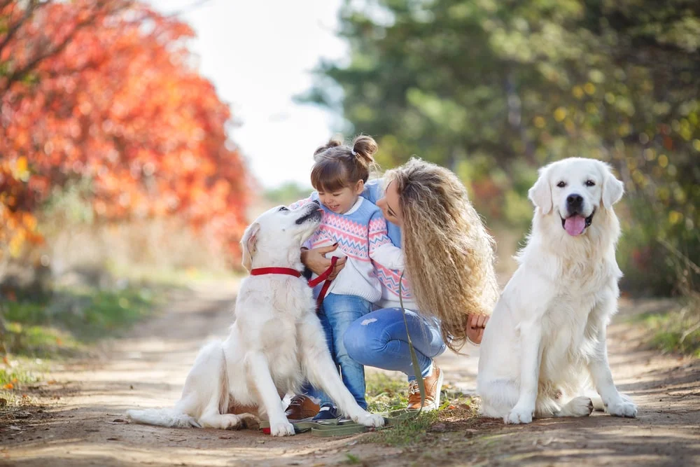 Two golden retrievers sit outside having fun during autumn beside a woman and her young child.  