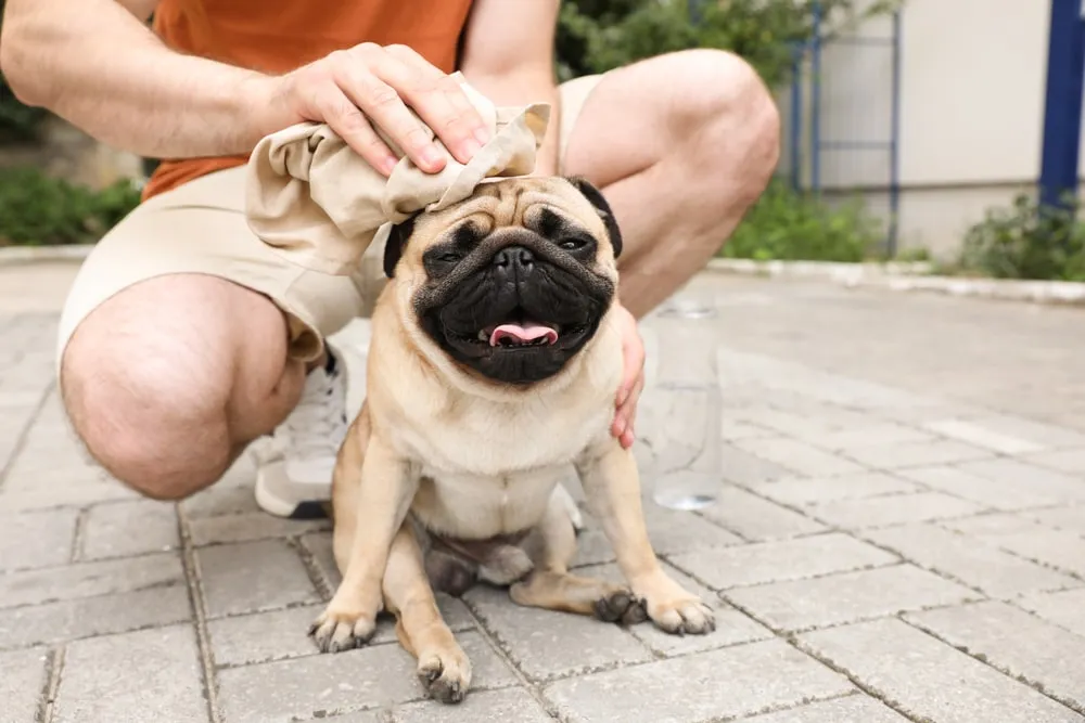 A pug sits, panting outdoors on pavement while a person crouches down to put a towel on their head.