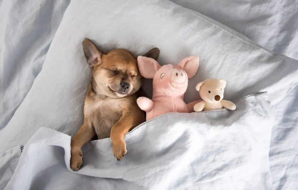 A dog lying on a blanket with stuffed animals
