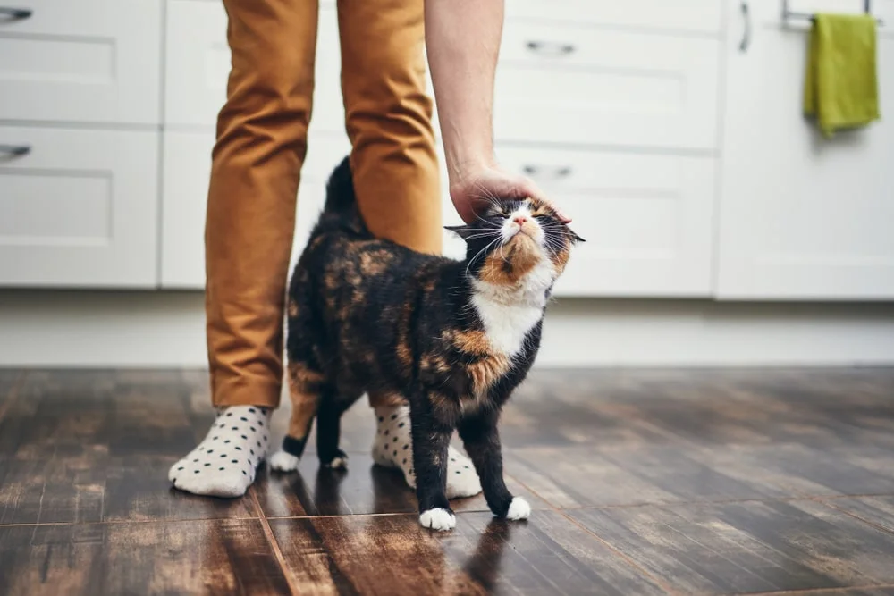 A person in socks pets a black, brown, and white cat.
