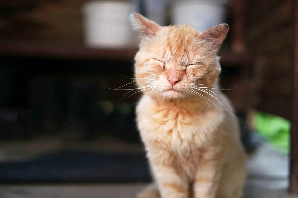 Orange cat with closed eyes