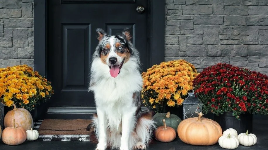 A dapple colored border collie sits on a decortated porch for autumn of a house outdoors with potted mums and pumpkins.