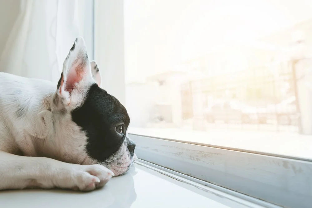 A black and white bulldog looks longingly out a sunny window.