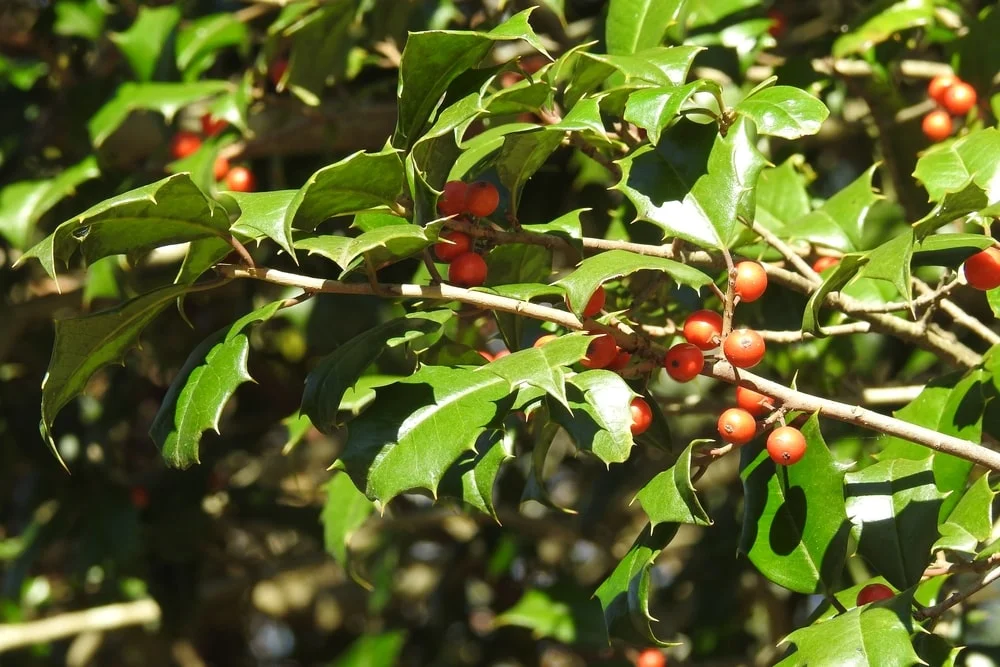 American Holly