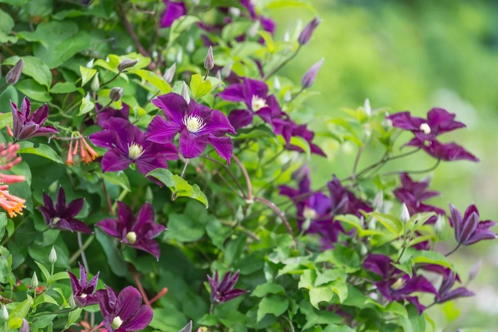 Clematis