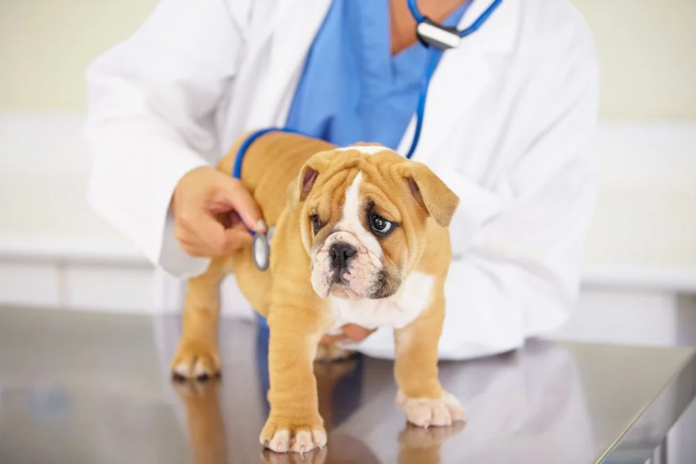 Dog getting their heart listened to at the vet