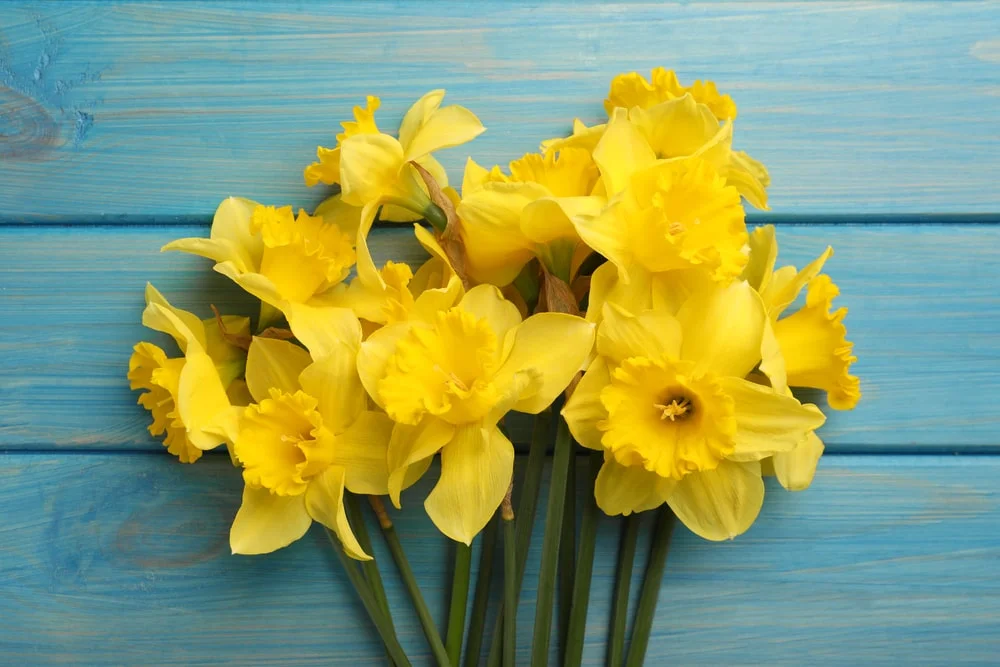 Daffodils