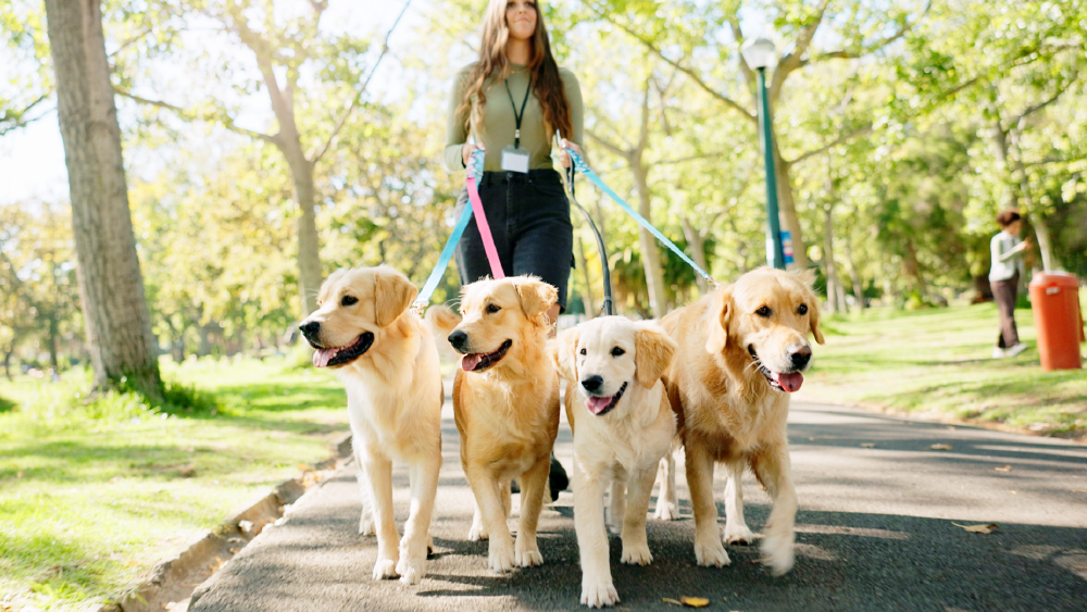 Woman walking a pack of dogs
