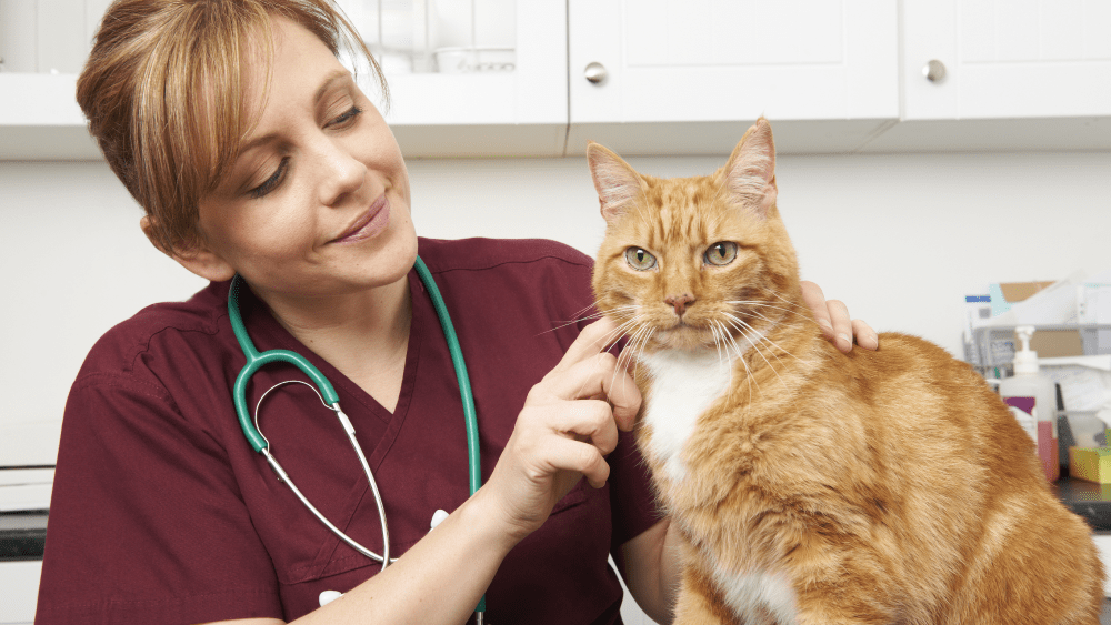 Veterinarian gently examining an orange cat during a checkup at a clinic.