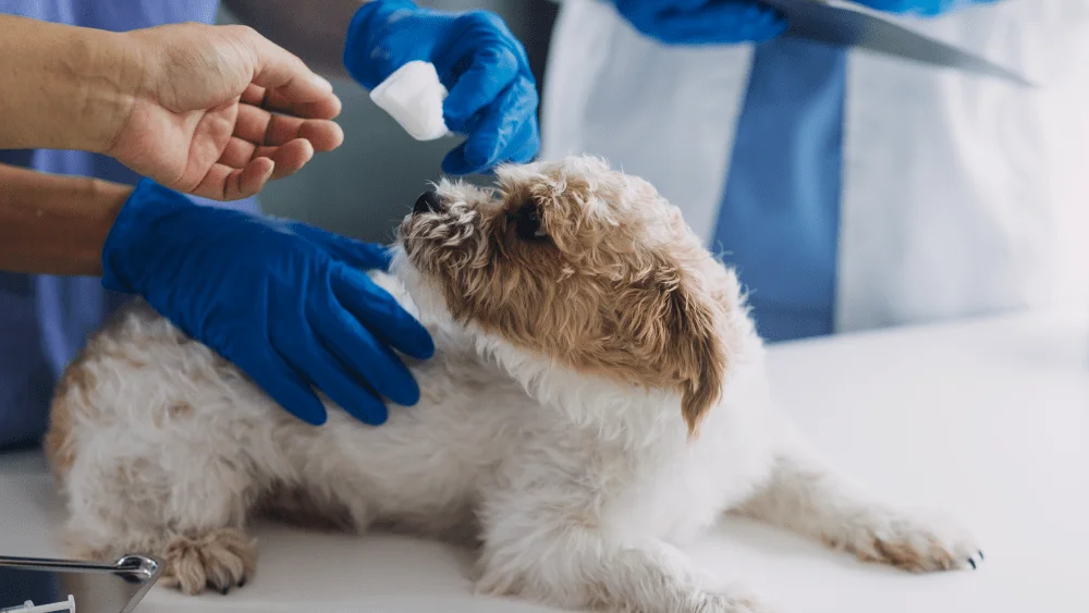 A small dog is being examined by gloved hands at a veterinary clinic.