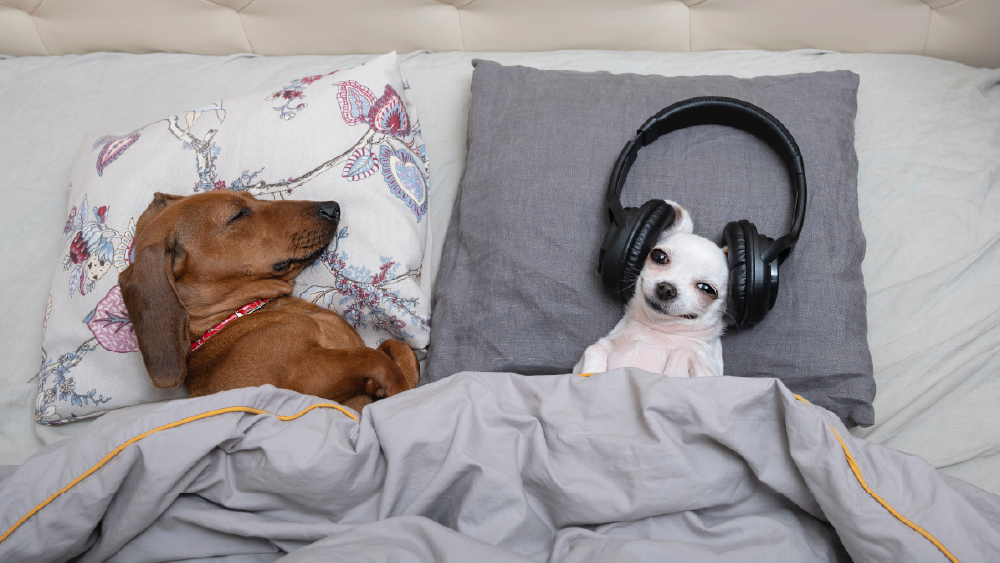 Dachshund sleeps beside a tiny dog wearing headphones under a gray duvet.