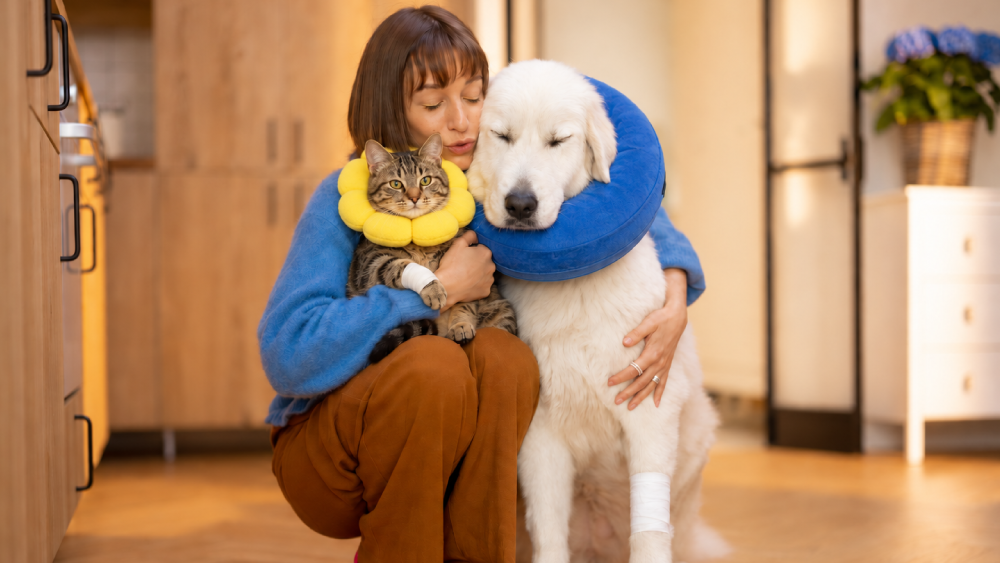 A woman kneeling indoors, hugging a large white dog and a tabby cat, both wearing soft protective recovery cones and leg bandages.