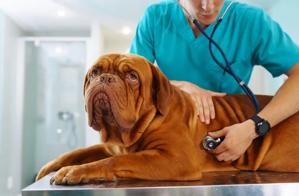 Vet listening to a dog's heart with a stethoscope