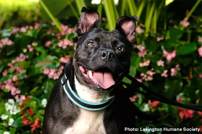 dog at an adoption event