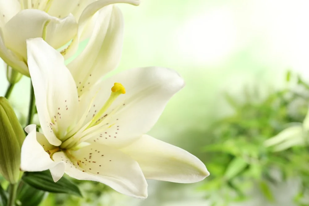 Lilies