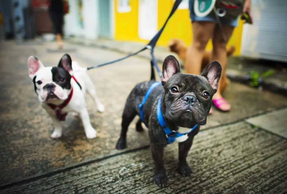 Two French bulldogs taking a walk while on a leash.
