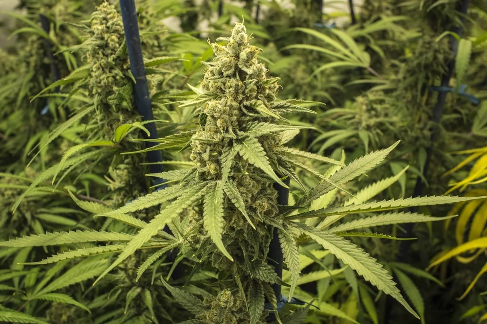 Marijuana