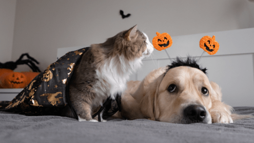 Photo of a cat in a Halloween cape and a dog wearing pumpkin headband decorations lying on a bed.