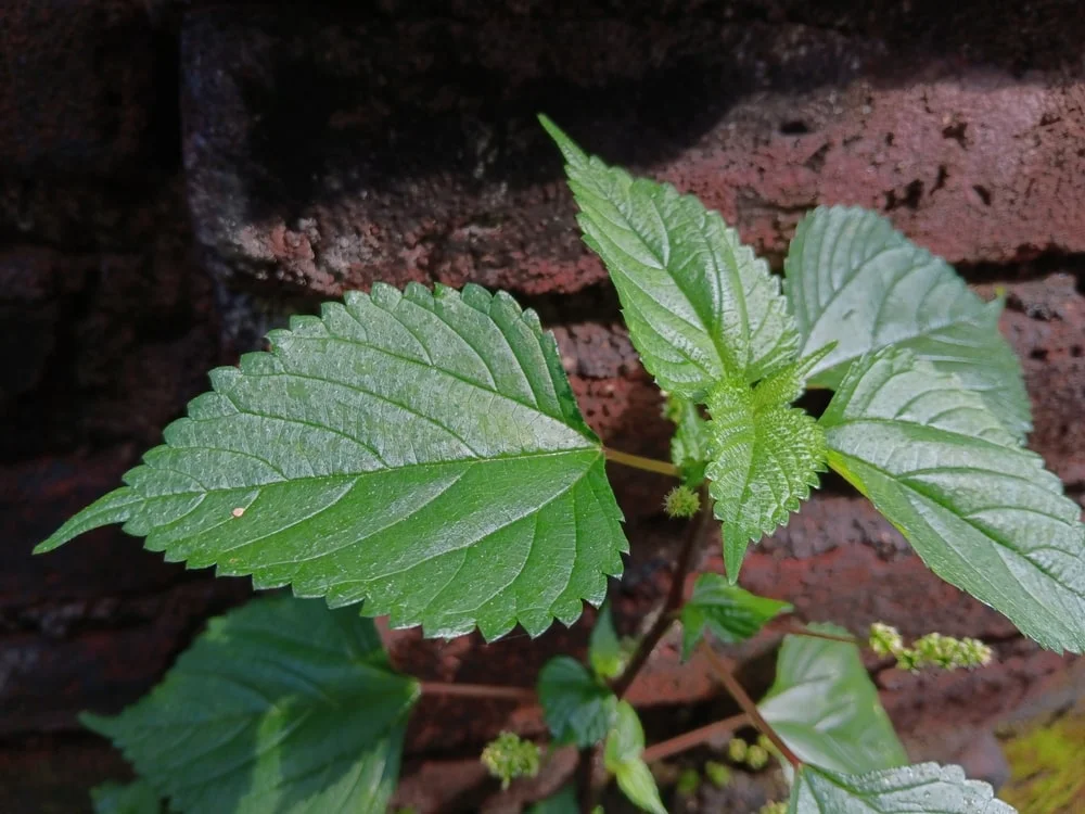 Poison Ivy