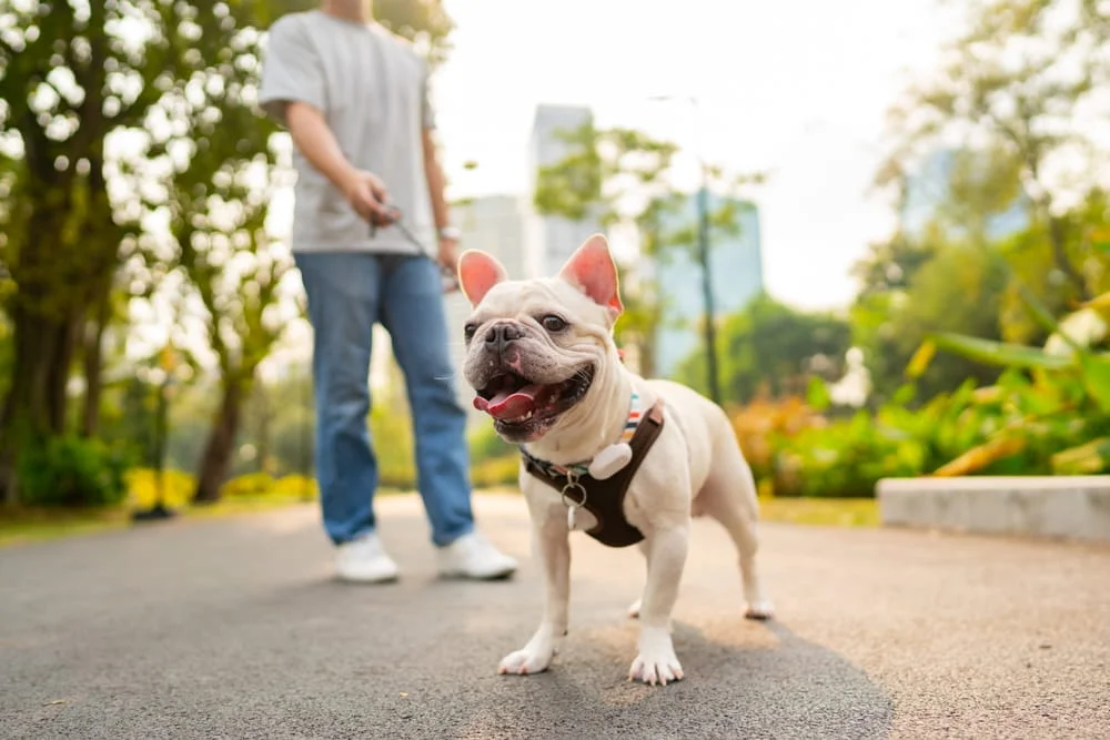 A dog on a leash looking down at the camera