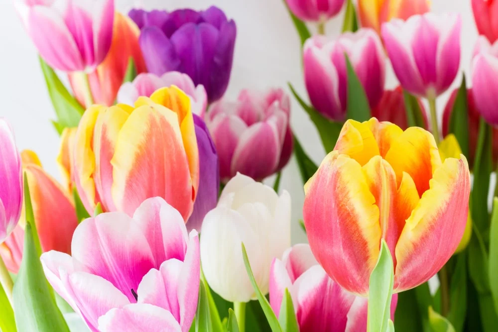 Tulips