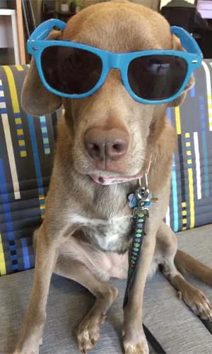 dog at the office wearing sunglasses