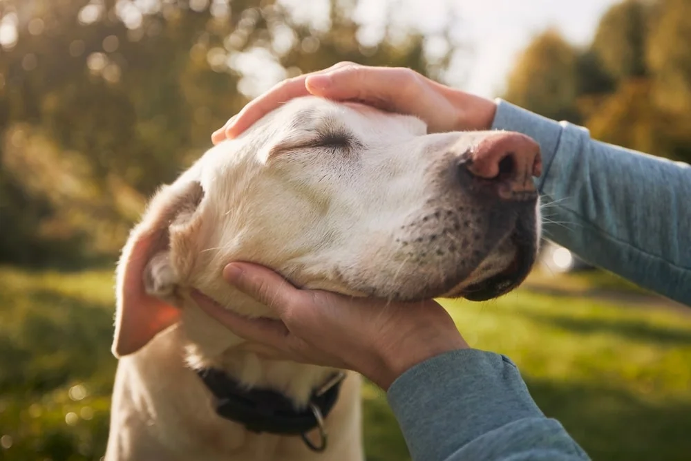 A man petting his dog's head and chin with his hands.