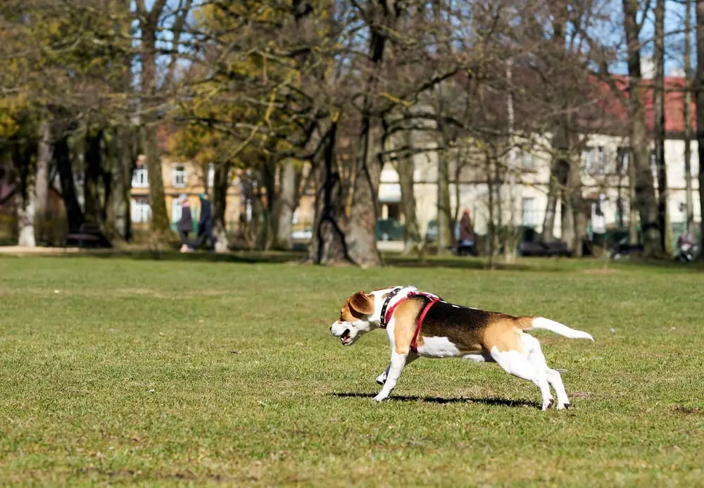 dog running through a field