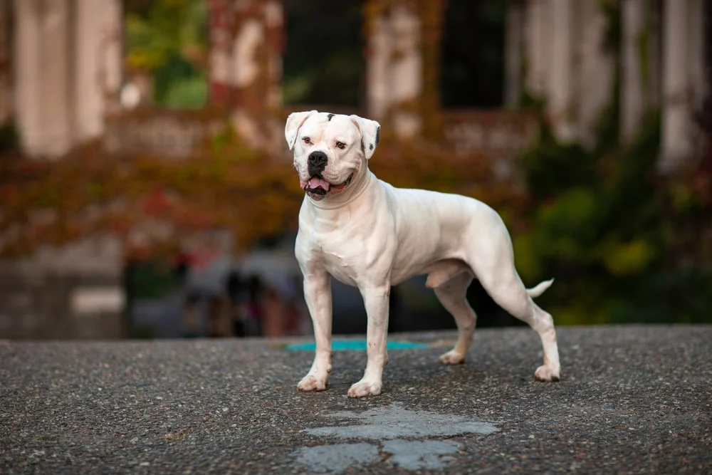 American Bulldog standing outside