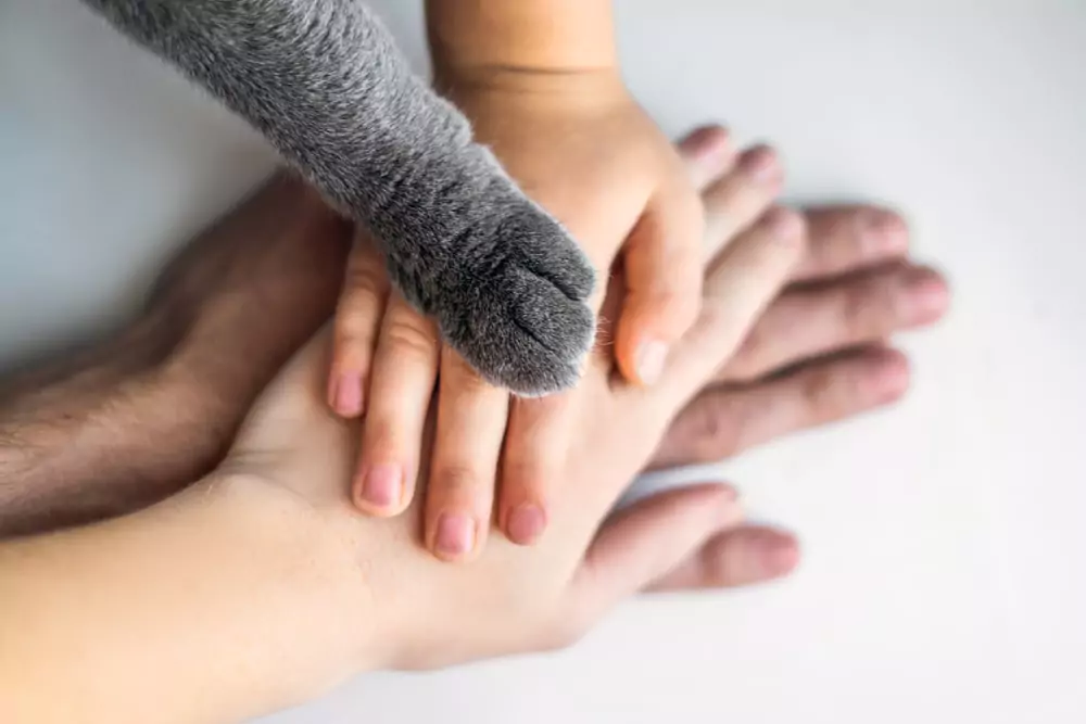 Cat paw on top of family hands teamwork 