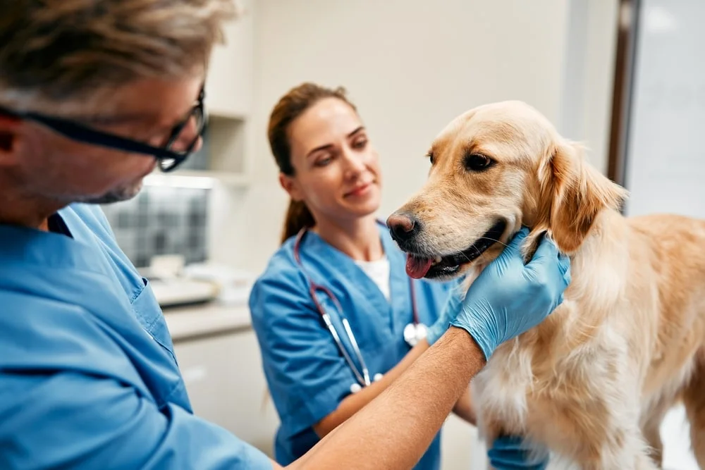 Dog being examined at the vet