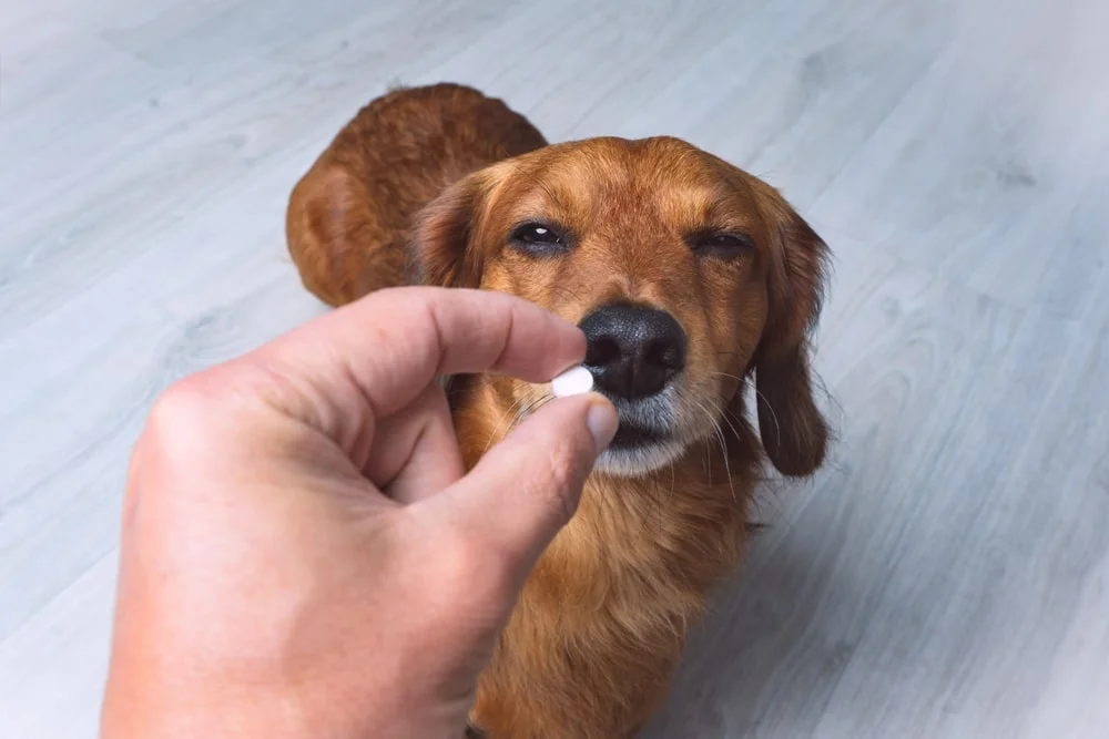 Man holding up a pill for his dog to look at
