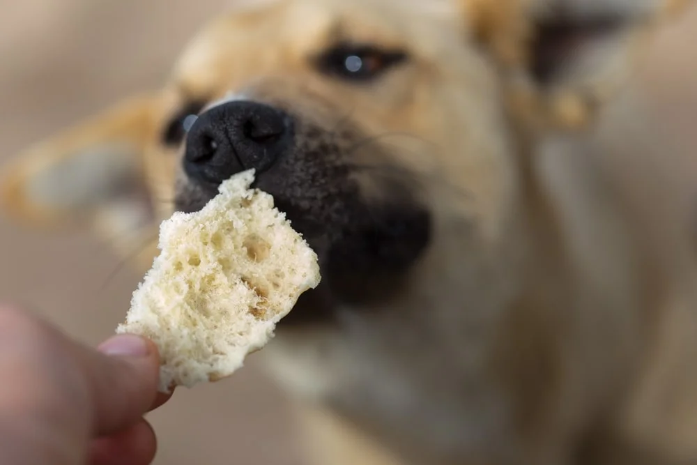 A blonde-colored dog with a black muzzle sniffs a piece of bread that a person hands to it.