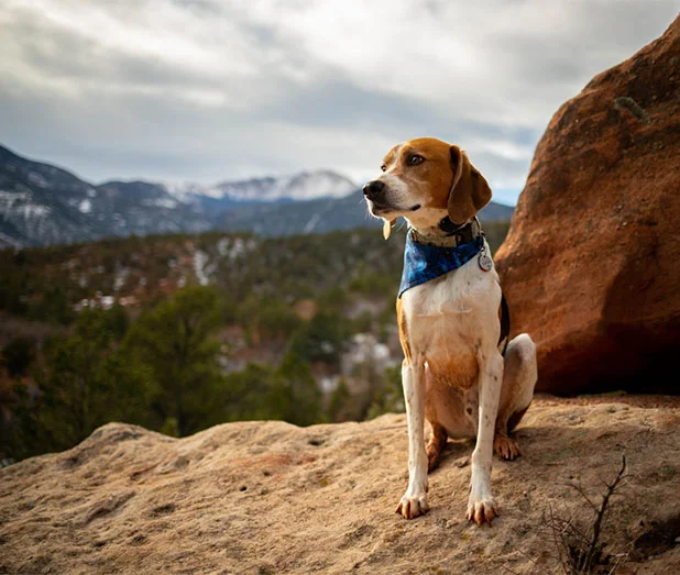 Dog standing on the sand near a cliff