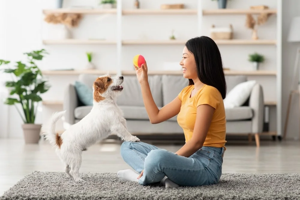 A woman sits on the floor, holding a ball in front of her eager-looking Russell terrier.