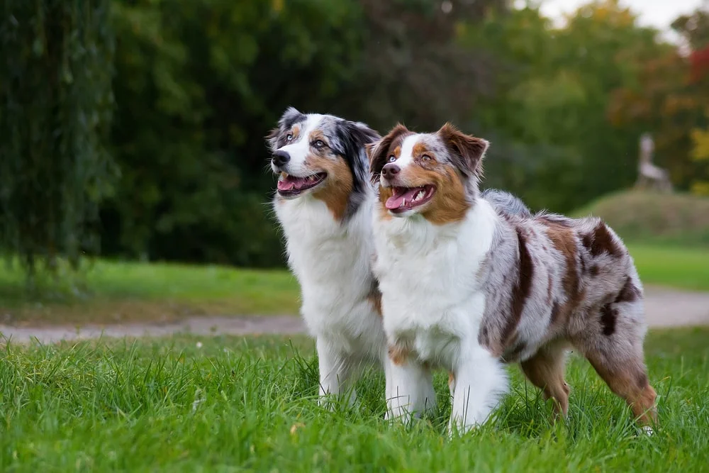 Australian shepherds standing in the grass.