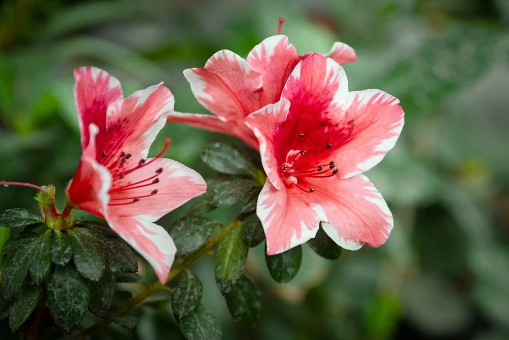 Azaleas