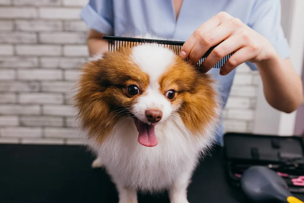 A dog groomer combs a red and white pomeranian's fur.