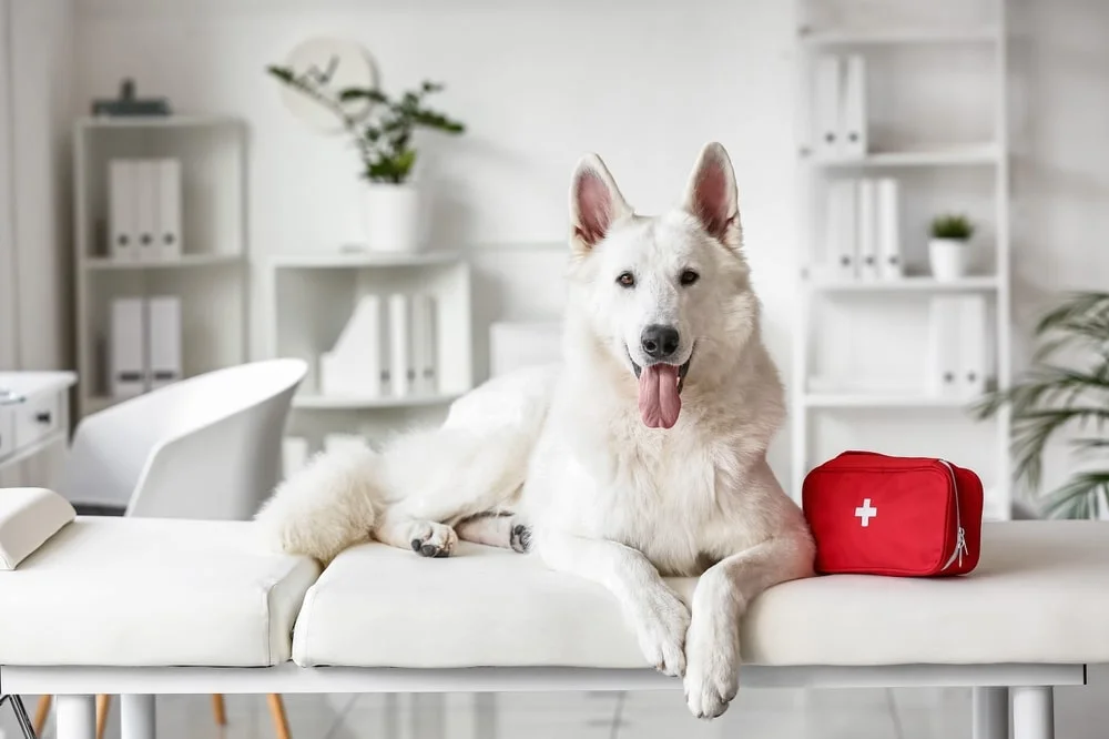 A white shepherd dog lays next to a red first aid bag. 
