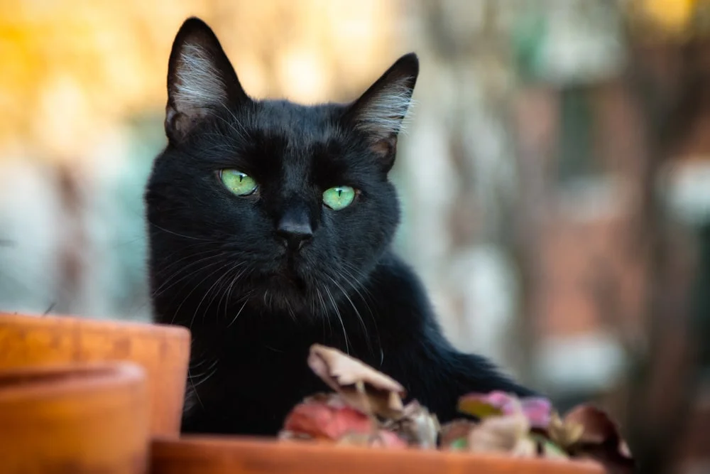 A black cat with bright green eyes sits outdoors in daylight in an autumn setting.